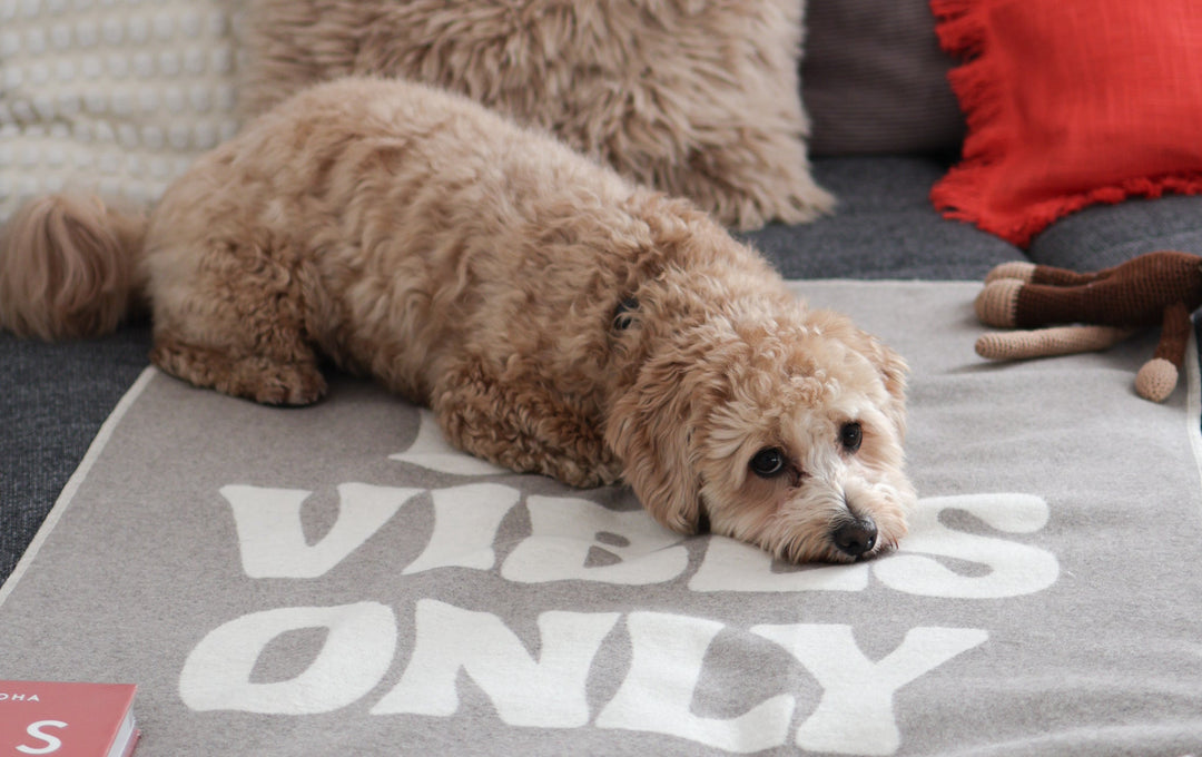 Hundedecke waschen – so bleibt sie lange kuschelig & hygienisch