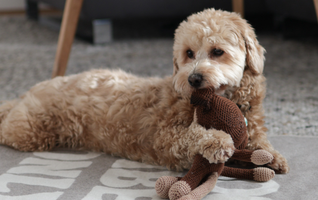 Warum dein Hund eine Decke braucht – Wärme, Schutz und Geborgenheit