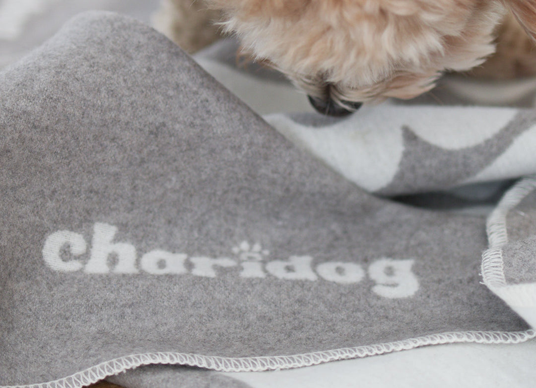 Die perfekte Hundedecke finden – worauf du achten solltest