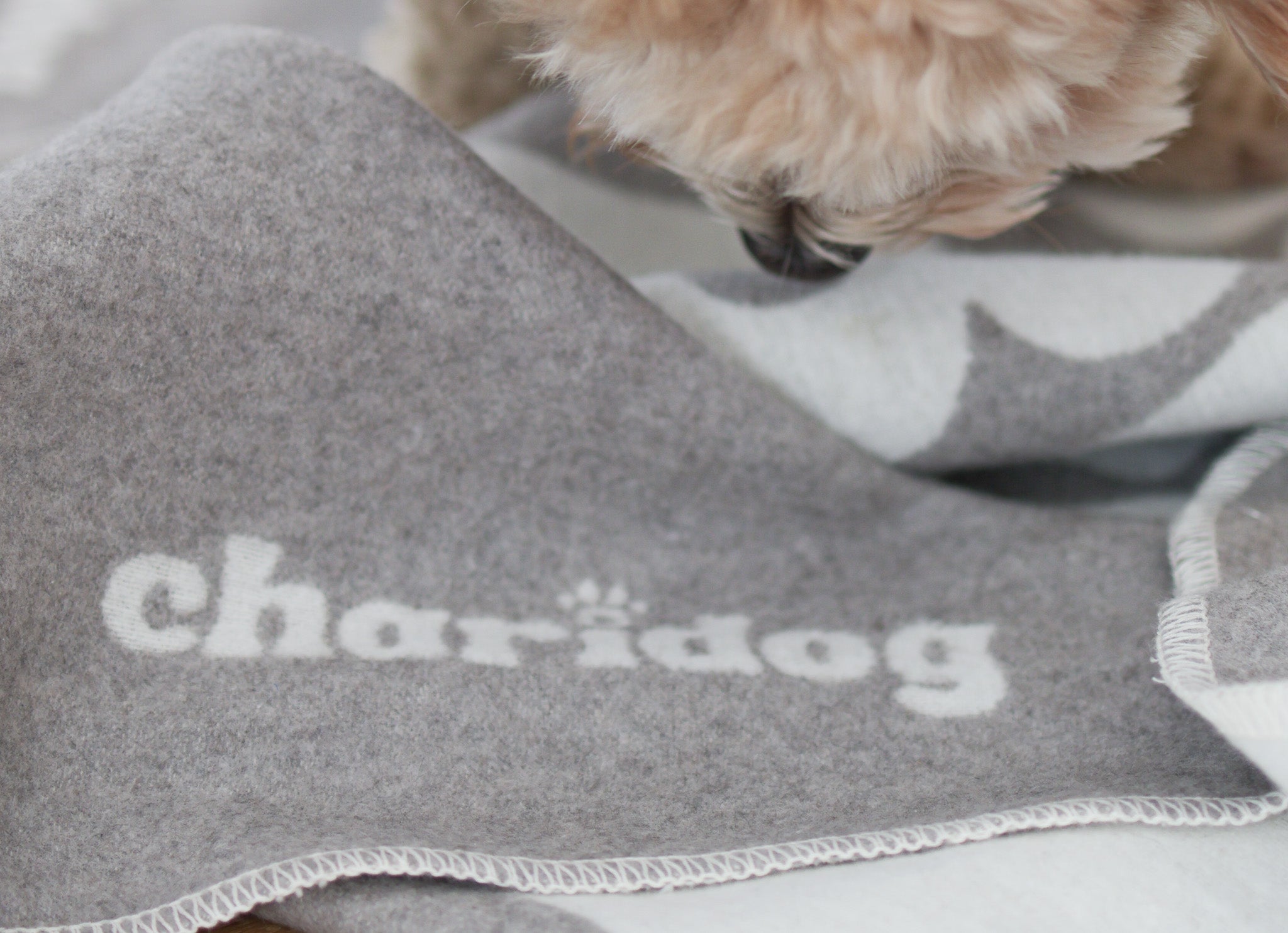 Die perfekte Hundedecke finden – worauf du achten solltest